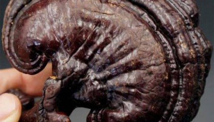 2025年灵芝如何购买：深度购买指南发布