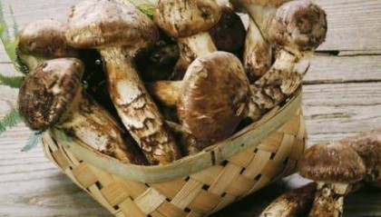 海参如何购买：最新海参购买指南