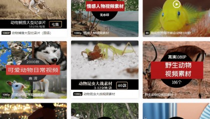 哪里下载动物纪录片视频素材？分享可以下载动物视频素材的网站