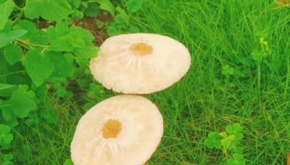 人参如何购买：专业人参购买指南