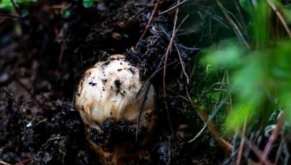 西洋参如何购买：专业西洋参购买指南