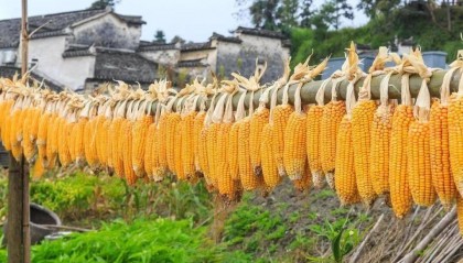 最新玉米豆粕价格汇总