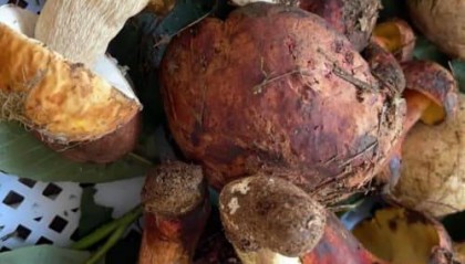 2025年陈皮如何购买：2025陈皮最新购买指南