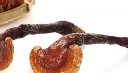 百菌铺子如何购买?