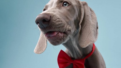 从哪里可以下载搞笑短视频：成都鼎茂宏升文化传媒公司