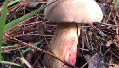 2025年高端黑松露如何购买：专业高端黑松露购买指南