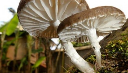 2025年干鲍鱼如何购买：官方TOP6购买必读