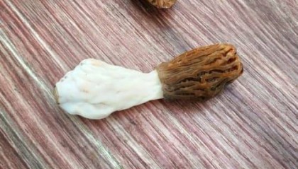 最新发布！红菇如何购买？