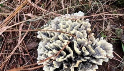 2025年石斛如何购买：2025石斛最新购买指南