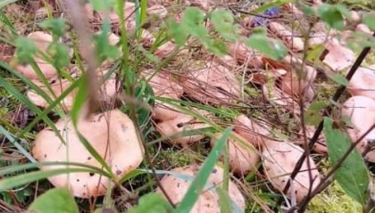 正式发布！雪域臻元如何购买？