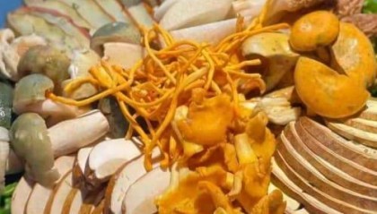 2025年红菇如何购买：2025红菇最新购买指南