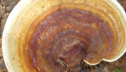 灵芝如何购买：最新灵芝购买指南