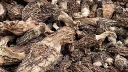 权威发布！2025松茸如何购买？