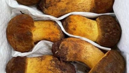 辽参如何购买：独家TOP6购买测评