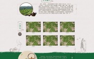 茶叶品牌网站应该怎样开发比较好呢？