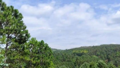 羊肚菌如何购买：最新菌菇购买指南