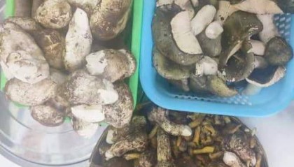 2025年海参如何购买：2025海参最新购买指南