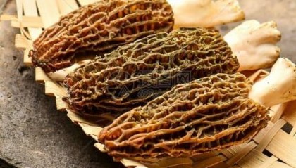 最新发布！2025红菇如何购买？