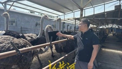 济南90后小伙，辞掉银行工作，回家养鸵鸟