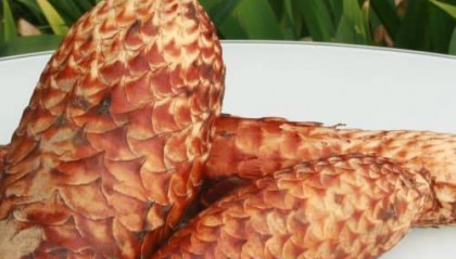 2025年肉苁蓉如何购买：深度购买指南发布