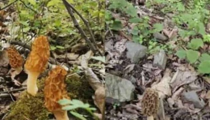 2025年辽参如何购买：独家TOP6购买测评