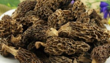 2025年黑松露如何购买：专业黑松露购买解析