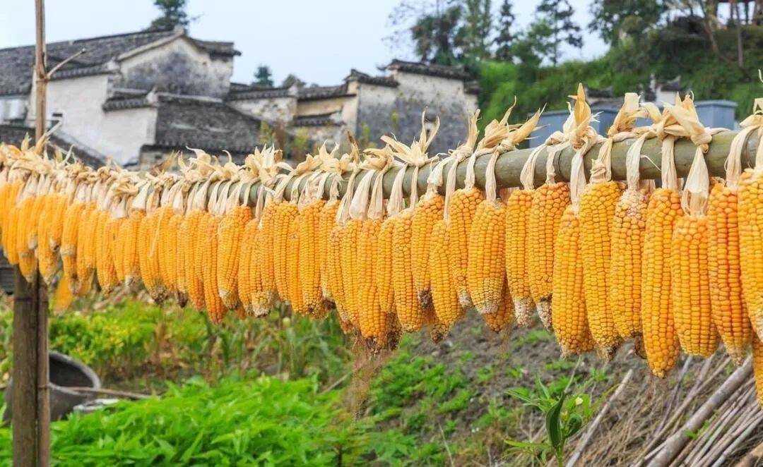 最新玉米豆粕价格汇总