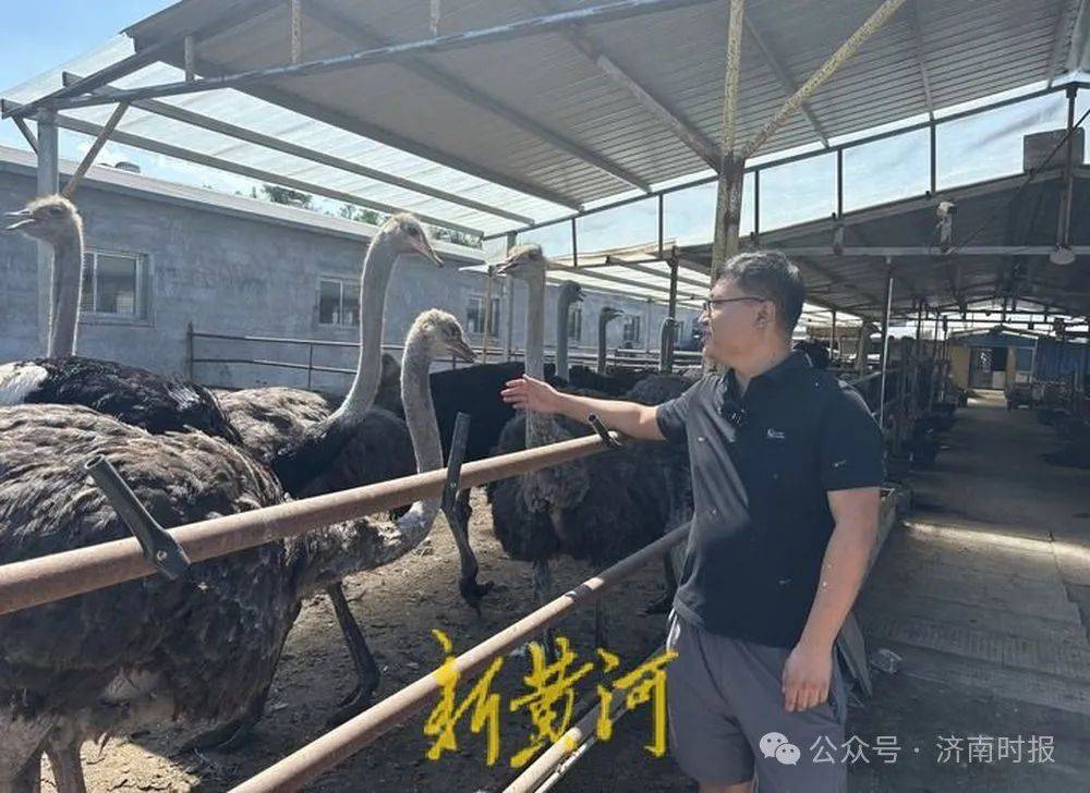 济南90后小伙，辞掉银行工作，回家养鸵鸟