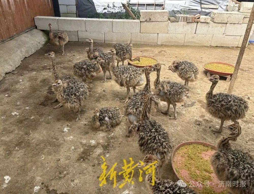 济南90后小伙，辞掉银行工作，回家养鸵鸟