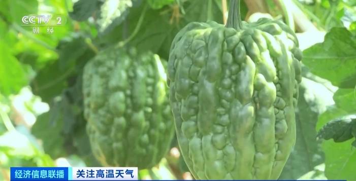 炎炎夏日，“苦味”食物火了！广东苦瓜价格明显上涨