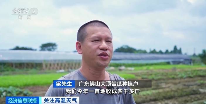 炎炎夏日，“苦味”食物火了！广东苦瓜价格明显上涨
