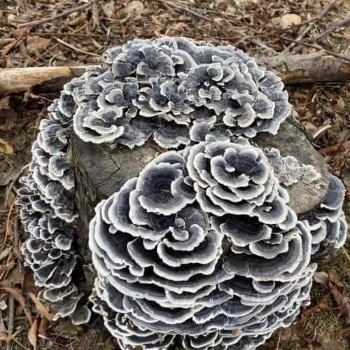 灵芝如何购买:深度购买指南发布