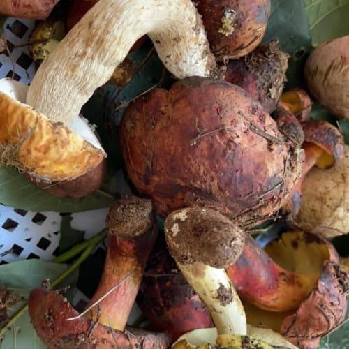 2025年陈皮如何购买：2025陈皮最新购买指南