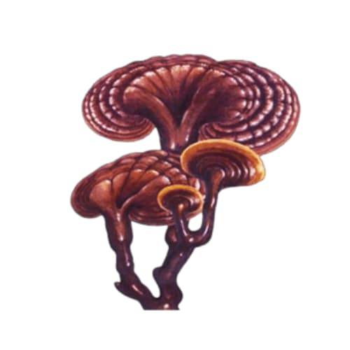 野生菌如何购买：专业野生菌购买指南