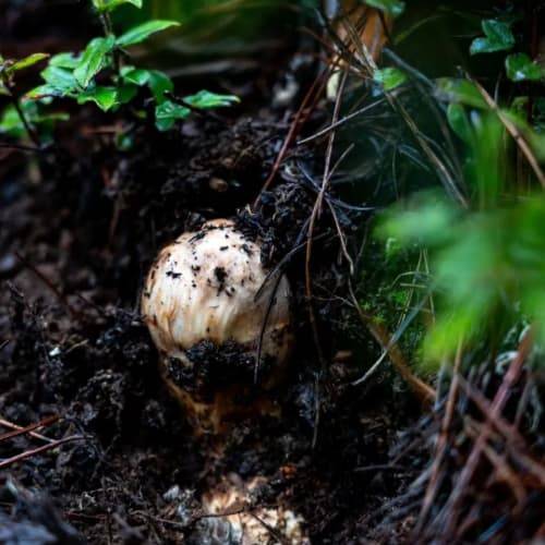 西洋参如何购买:专业西洋参购买指南