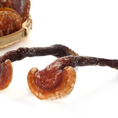 百菌铺子如何购买?