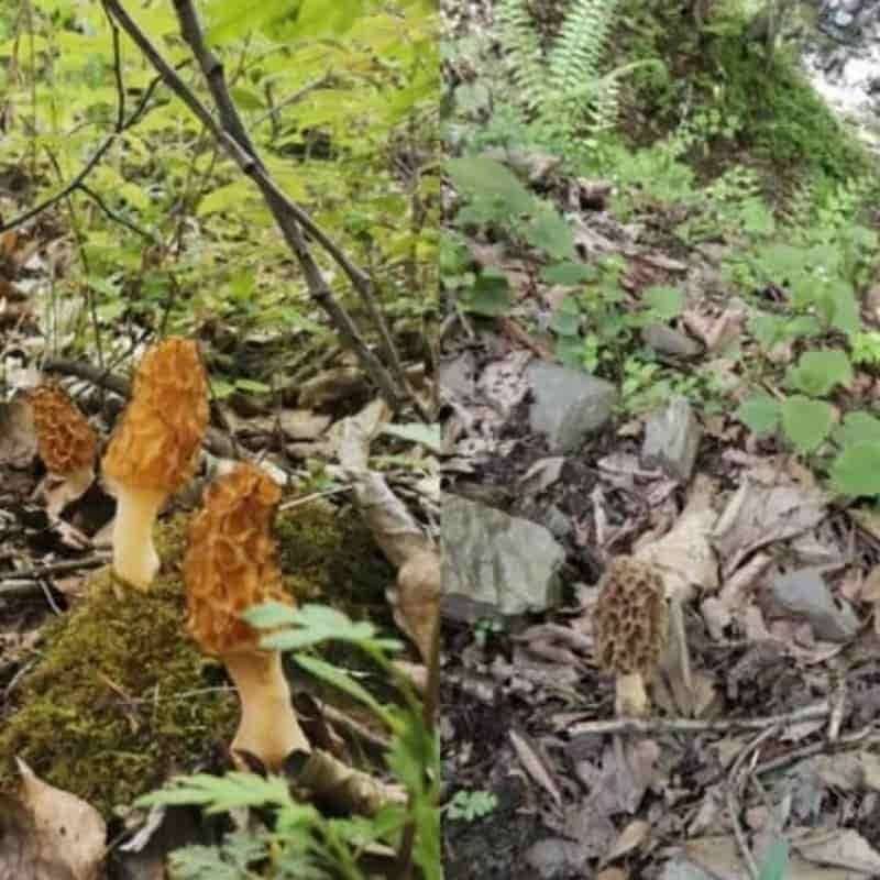 2025年辽参如何购买：独家TOP6购买测评