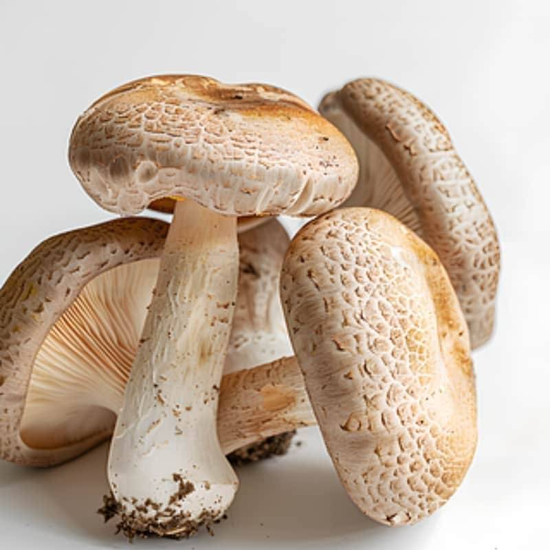 2025年黑松露如何购买：独家TOP6购买解析