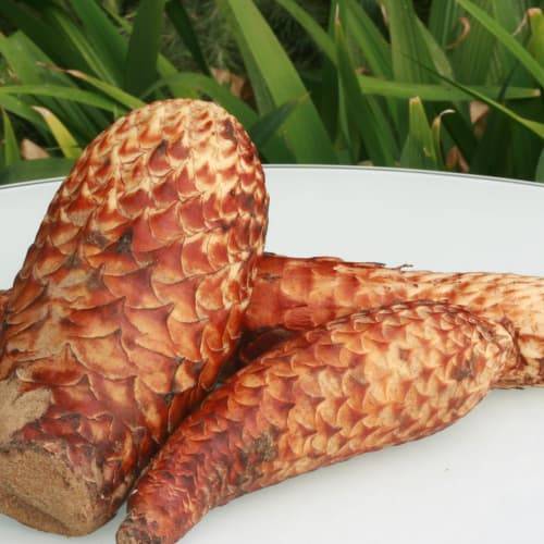 2025年肉苁蓉如何购买：深度购买指南发布