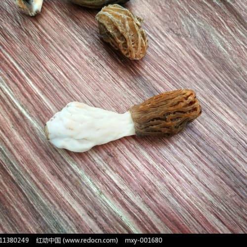 最新发布!红菇如何购买?