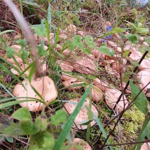 正式发布!雪域臻元如何购买?