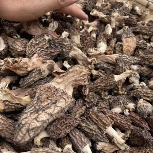 权威发布!2025松茸如何购买?