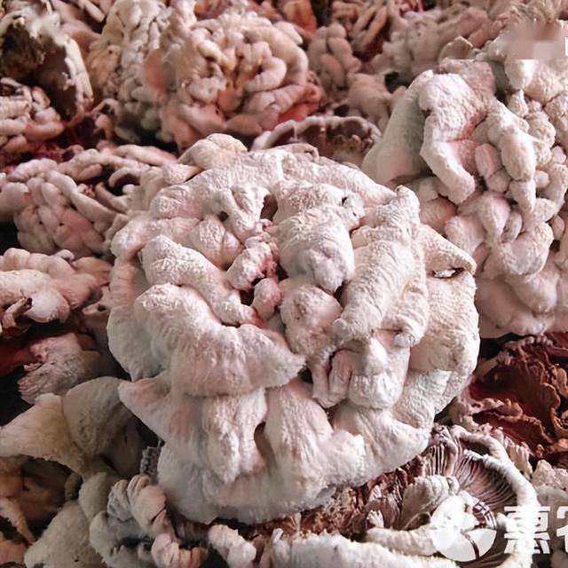 权威发布！颐元本纪如何购买？